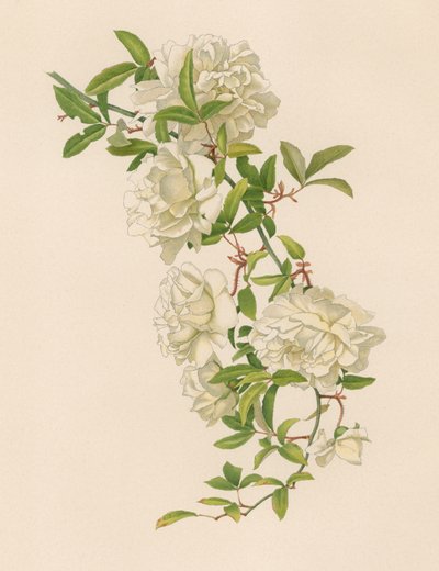 English Rose by English School